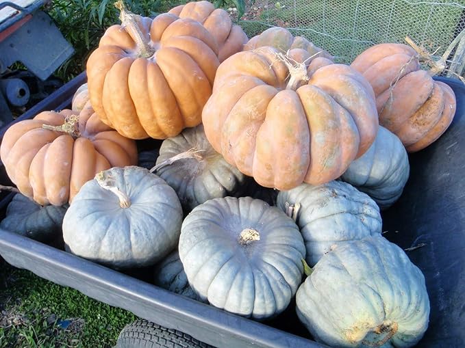 NIKA SEEDS - Seeds Vegetable Pumpkin Queensland Blue (Cucurbita Maxima) - 10 Seeds