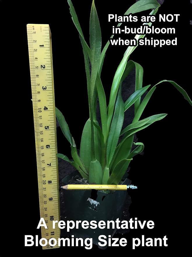 Dancing Lady Orchid - floriferous, Easy to Grow, Will Make Tall Flower Spike (NOT in-Bud/Bloom When Shipped)