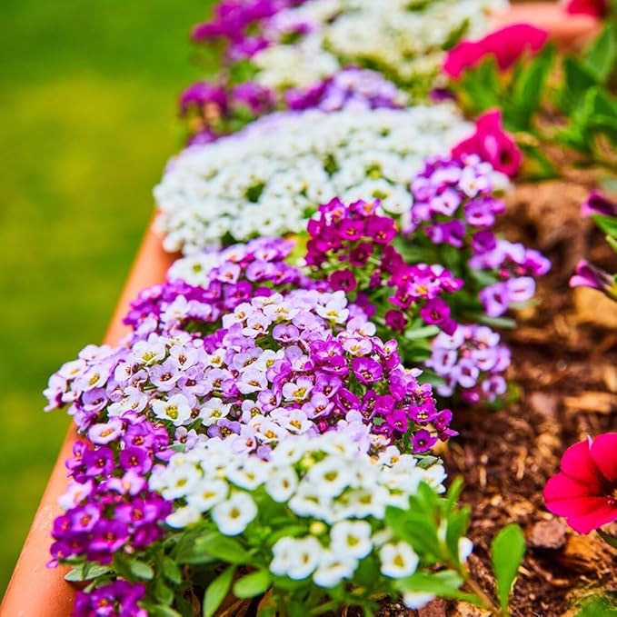 400+ Sweet Alyssum Flower Seeds Royal White Purple Ground Cover Flowers Plant