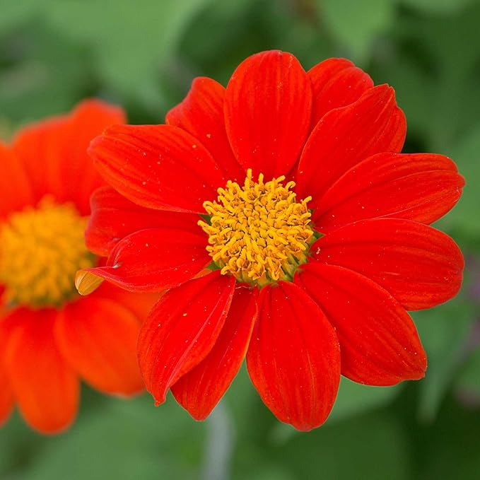 Tithonia Goldfinger 4 Oz Seeds – Mexican Sunflower – Blood Orange Blooms – 3–4" Flowers – Drought Tolerant Annual – Full Sun – Easy to Grow – 90–95 Days – Cut Flower Garden Favorite