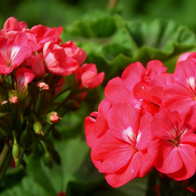 Geranium Flower Seeds for Planting, 10 Red Pelargonium Seed, Perennial Flower Plants, Non-GMO Heirloom Geranium Seeds for Garden Home Outdoor