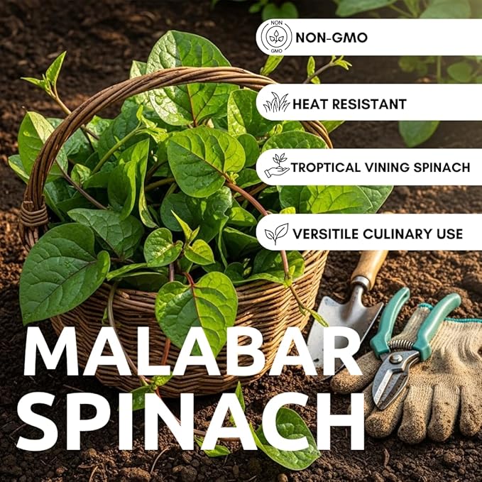 Vegetable Garden Seeds for Planting - Grow Heirloom Vegetables (Malabar Spinach)