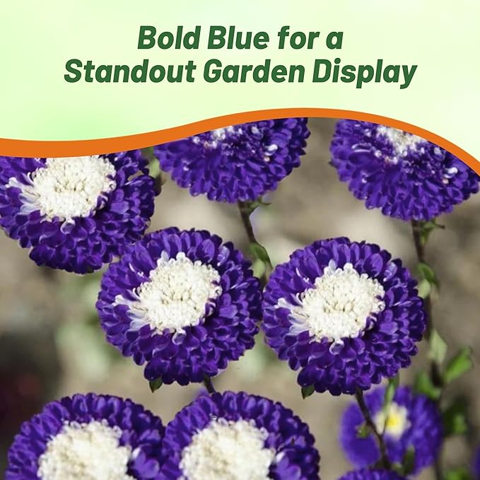 Outsidepride Tall Pompon Blue Aster Seeds - 2000 Pcs. Annual, Hardy & Pollinator Friendly Flower Seeds for Planting Vibrant Disc-Shaped Blue Blooms, Ideal for Meadows & Aesthetic Gardens