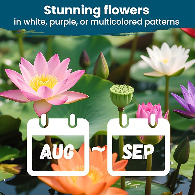 Lotus Seeds for Planting in Water | 30 PCS Mixed Color Bowl Lotus Seeds for Indoor Bonsai, Outdoor Ponds & Garden | Non-GMO Water Lily Aquatic Plant Seeds