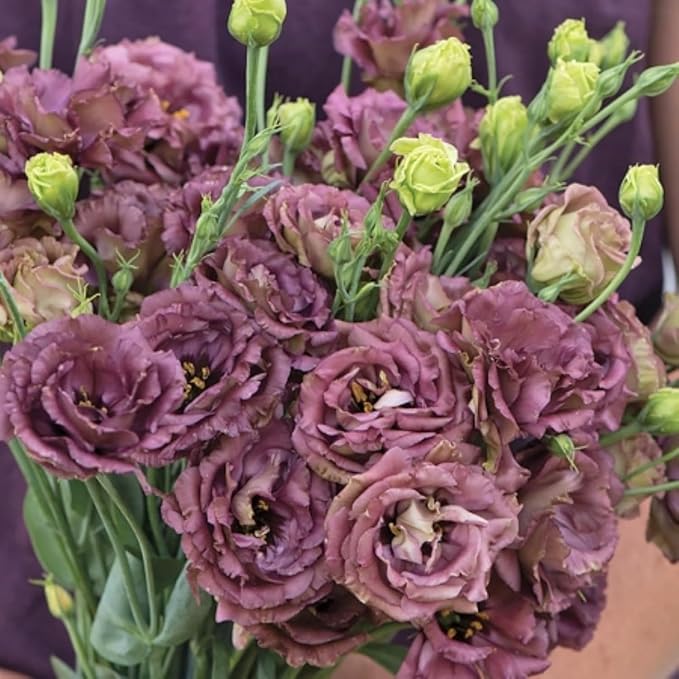 900+ Lisianthus Flower Seeds for Planting - Annual Lisianthus Seeds Non-GMO Perennial Eustoma Cut Flower Plant Garden Home