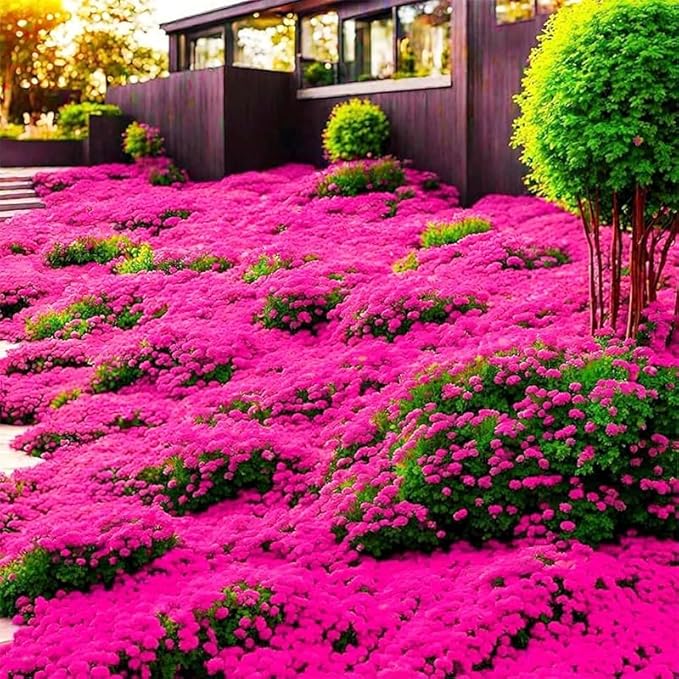 15500+ Mix Magic Perennial Creeping Thyme Seeds for Planting, Thymus Serpyllum Heirloom, Ground Cover Plants