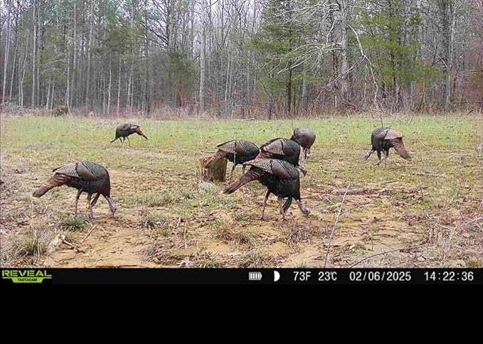 Whitetail Hill Bucks and Beards Food Plot Seed Mix for Deer and Turkeys, 1/4 Acre or 2 Acres, Two Species One Plot, Mix of Clovers, Chicory, and Cereal Grains, Maximum Attraction
