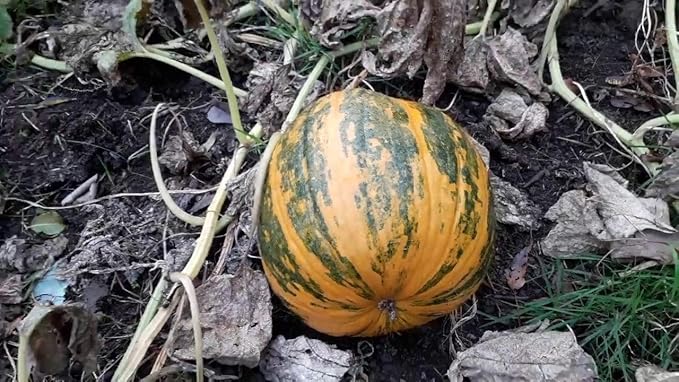 Seeds Pumpkin Muscat Striped Vitamin Big Decorative Ornamental Unique Giant Garden Vegetable for Planting Non GMO