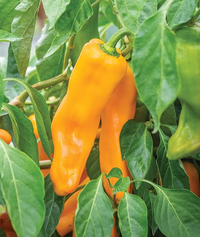 Burpee Big Daddy Sweet Pepper Seeds 40 seeds