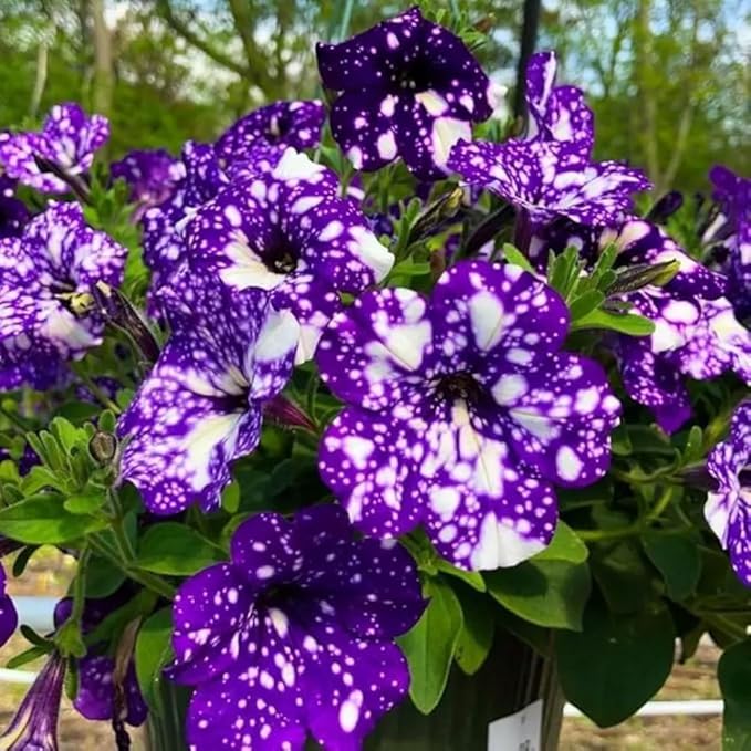 247+ Rare Perennial Petunia Seeds for Planting,Dwarf Wave Petunia Flowers Seeds to Plant Garden Hanging Baskets Flower Vine, High Germination Rate in Home Gardens