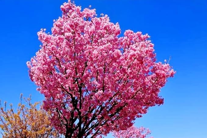 50 Japanese Cherry Blossom Seeds Rare Fast Hardy Flower Sakura Bonsai