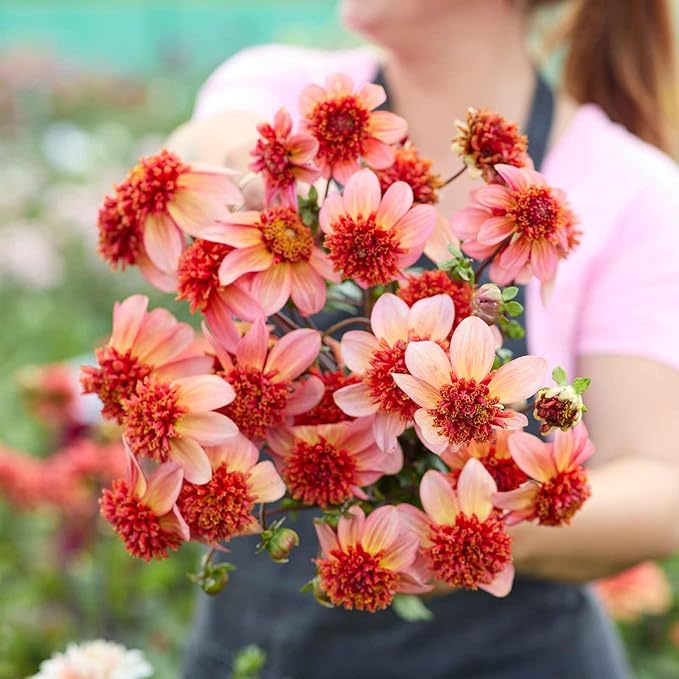 Eden Brothers Dahlia Bulbs (Anemone-Flowered) - Totally Tangerine, Non-GMO Bulbs for Planting, 4 Bulbs | Low-Maintenance Flower Bulbs, Plant During Spring, Zones 8, 9, 10, 11