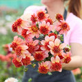 Eden Brothers Dahlia Bulbs (Anemone-Flowered) - Totally Tangerine, Non-GMO Bulbs for Planting, 2 Bulbs | Low-Maintenance Flower Bulbs, Plant During Spring, Zones 8, 9, 10, 11
