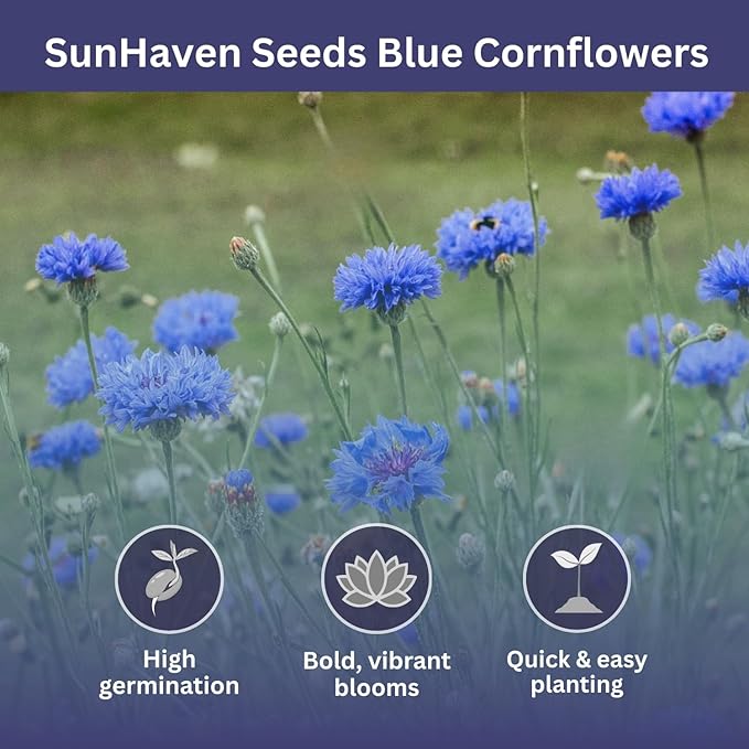 SunHaven Seeds Bachelor Button Seeds – Blue Cornflower – 5,500+ Seeds – 1 oz Bulk Extra Large Resealable Packet – Open-Pollinated Centaurea cyanus Wildflower Seeds