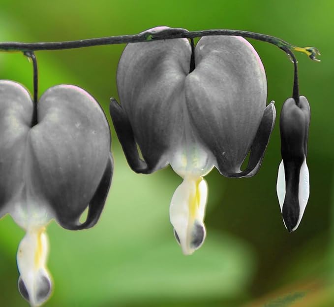 20 pcs Rare Mix Color Red Pink Purple White Bleeding Heart Seeds Shade Flower Garden Home Outdoor Indoor