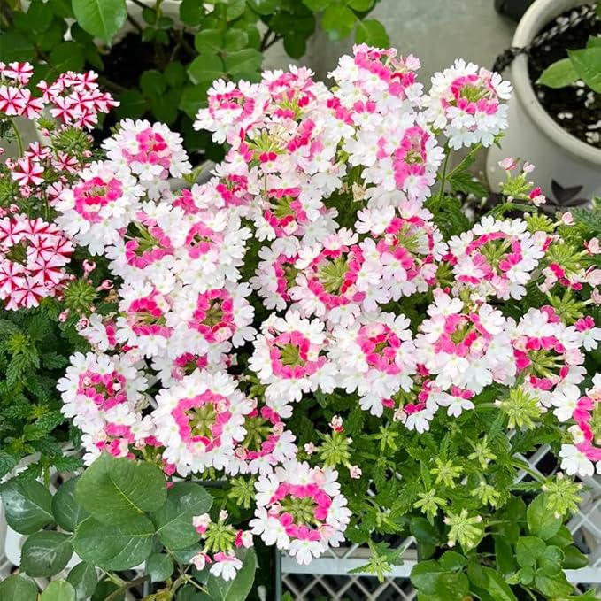 10000+ Seeds Perennial Verbena Flower Seeds for Planting-Fragrant,Attracts Bees and Butterflies