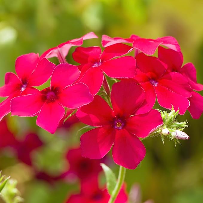 Seed Needs Phlox Seeds for Planting Red Drummond Phlox - Heirloom & Open Pollinated Annual Flowers to Attract Butterflies & Bees to a Butterfly Garden (5 Packs)