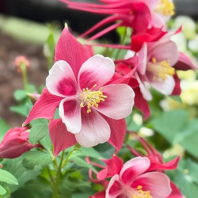 50+ Columbine Flower Seeds for Planting - Delicate Bell-Shaped Blooms, Shade Tolerant & Cold Hardy Perennial, Attracts Hummingbirds, Perfect for Woodland Gardens & Containers