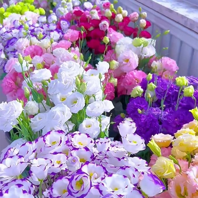 Exotic Lisianthus Flower Seeds – 25pcs Mixed Double Bloom Lisianthus Seeds, Annual Ornamental Flowers, Easy to Plant, Non-GMO for Garden & Pots