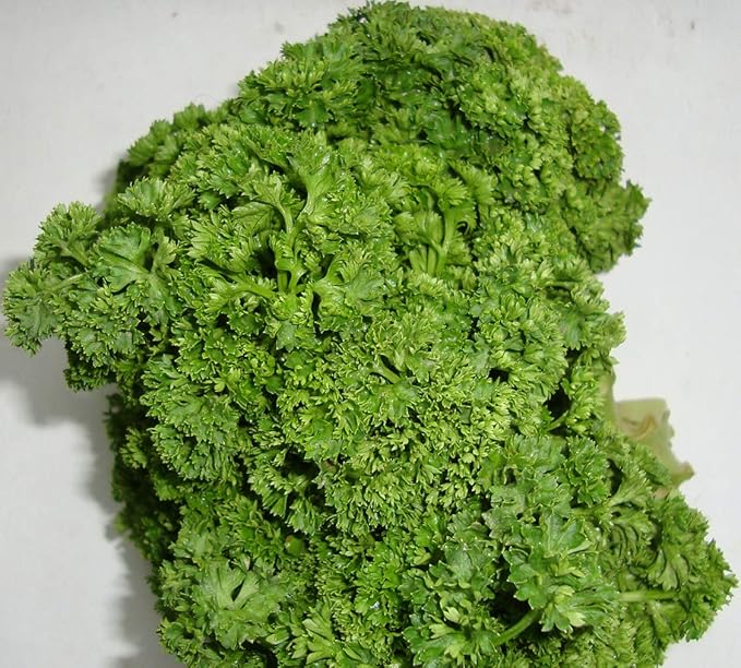 NIKA SEEDS - Seeds Herb Curly-Leaf Parsley Paramount Green - 2000 Seeds