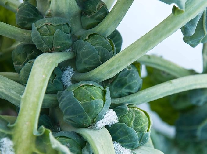 Seeds Brussels Sprouts Cabbage Green Indoor Heirloom Vegetable Non GMO