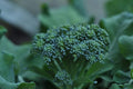 Di Ciccio Broccoli Seeds - 50 Count Seed Pack - Non-GMO - Produces Earthy, Sweet, and mild Flavors with a Continuous Harvest. - Country Creek LLC
