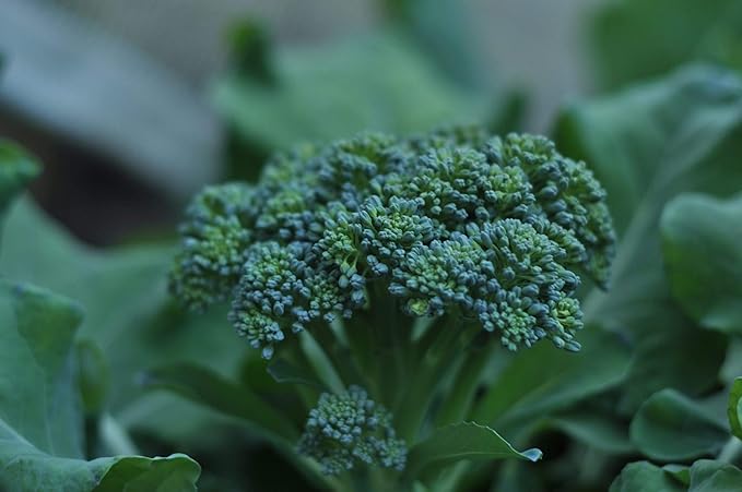 Di Ciccio Broccoli Seeds - 50 Count Seed Pack - Non-GMO - Produces Earthy, Sweet, and mild Flavors with a Continuous Harvest. - Country Creek LLC