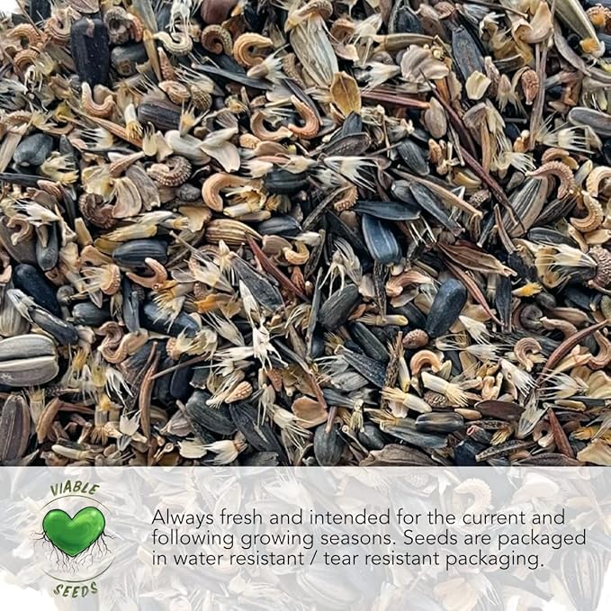 Seed Needs Maltese Cross Wildflower Seeds for Planting - Heirloom & Untreated - Perennial Scarlet Red Flowers to Attract Pollinators & Grow a Butterfly Garden (1 Pack)