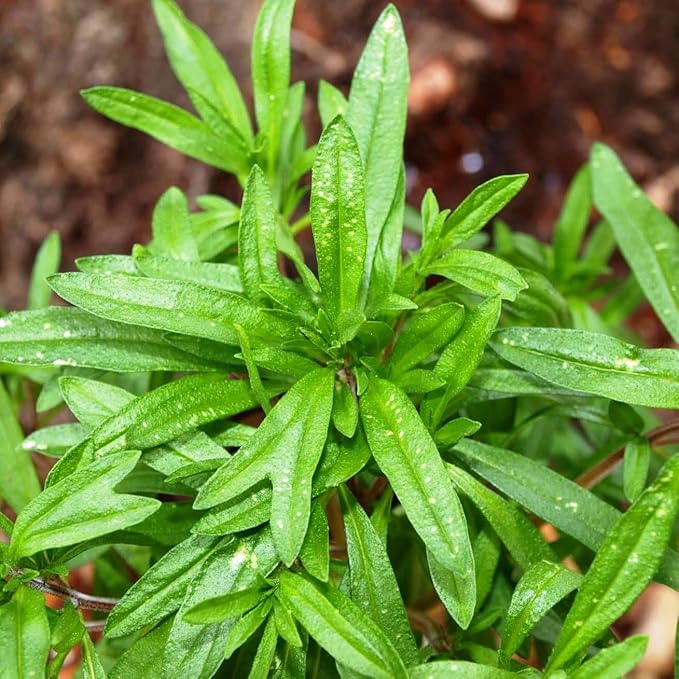 Seeds Summer Savory Heirloom Herbs for Planting Non GMO 800 Seeds