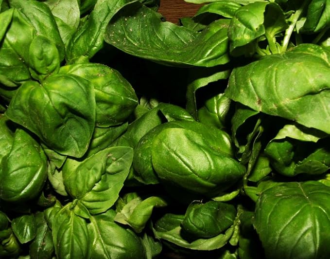 500+ Pcs Large Basil Seed Collection for Planting -Sweet, Opal, Thai, and Giant Leaf Basil - Non-GMO Heirloom Grow Indoors or Outdoor (Genovese Basil)
