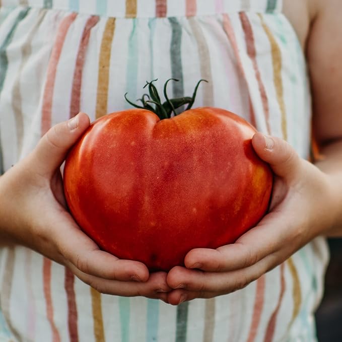 Anna Russian Tomato - 50 Seeds - Heirloom Pink Oxheart Tomato, Slicing/Paste Variety, Non-GMO Vegetable Seeds for Planting in The Home Garden, Thresh Seed Company