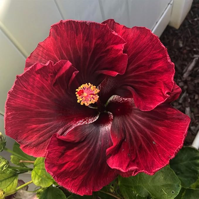 Hibiscus Flower Seeds for Planting - 200+ Hibiscus Seeds Perennial Giant Flower Non-GMO Heirloom Tropical Potted Plants Seeds
