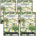 Sow Right Seeds - Feverfew Seeds for Planting - Non-GMO Heirloom Packet with Instructions to Plant an Outdoor or Indoor Herb Garden - Traditional Medicinal Herb, Make Tea & Extract for Migraines (4)
