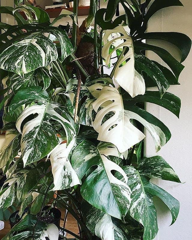 GARDENERA Albo Variegata Potting Soil - Specially Formulated for Unique Plant Needs - 4 Quart