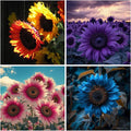 75+ Teddy Bear Sunflower Seeds for Planting Outdoor-Sunflower Seeds-Giant Exotic Helianthus Annuus Flower Seed Non-GMO Heirloom Drought Tolerant Blooms in Home Garden