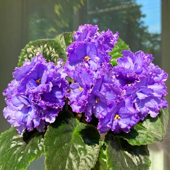 African Violet Flower Seeds for Planting, 300pcs African Violet Perennial Flower Seeds Non-GMO Heirloom Rare Plants, Open Pollinated Beauty Home Garden for Outdoors