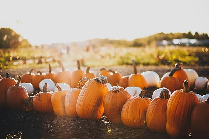 Park Seed Connecticut Field OP Pumpkin Seeds – Non-GMO Heirloom Variety, Large Culinary Pumpkins for Pies, Soups & Carving, Open Pollinated for Seed Saving, Pack of 25