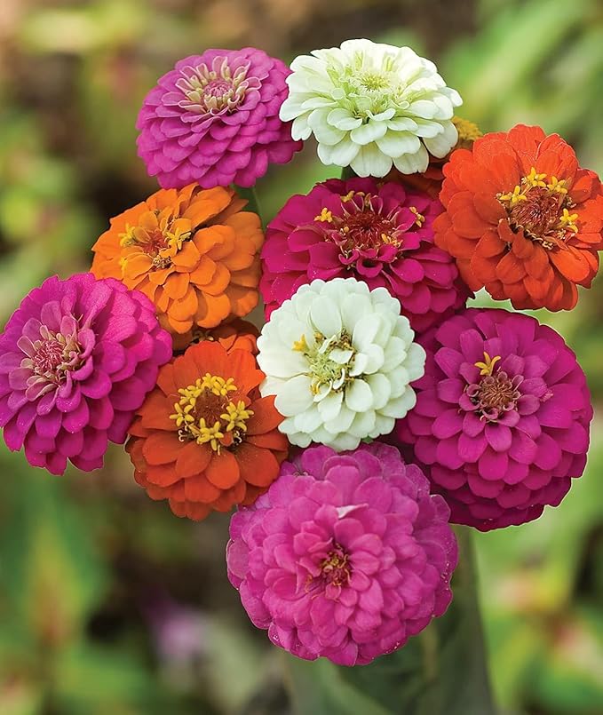 5000+ Zinnia Seeds Flower Seeds for 2026 Planting, 1.5 Oz, 5 Varieties (Pink, Yellow, Orange, White, Purple), 40G Mixed Colors and Large Blooms, Open Pollinated - Bulk (1.5 Ounce Pouch)