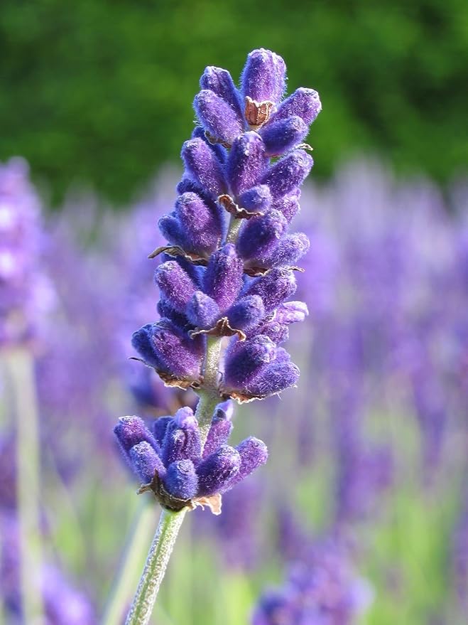 CEMEHA SEEDS - Seeds Lavender Non GMO Herbs for Planting