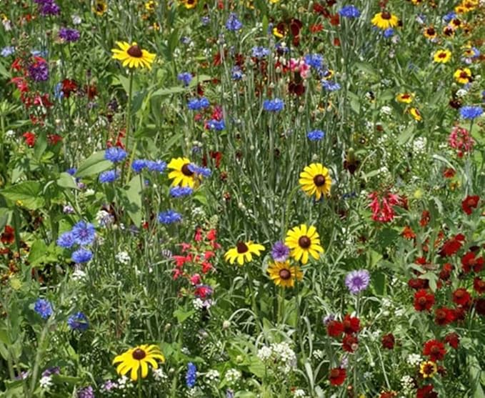 Birds & Butterfly Wildflower Mix (1oz) Sprinkle a Little Magic—Our Shade, Perennial, Hummingbird, Deer-Resistant, and Other mixes Bring Vibrant Color and pollinator Joy to Any Space.