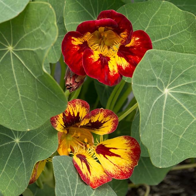 Park Seed Nasturtium Flower Plant Seeds, Easy to Grow, Perfect for Spring Garden, Orchid Flame, Pack of 25