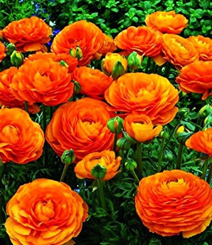 Mixed Peony Ranunculus Bulbs- Persian Buttercup -10 Corms Bulbs Flowering Blooms Perennial Bulbous Root Garden Plant (Orange)