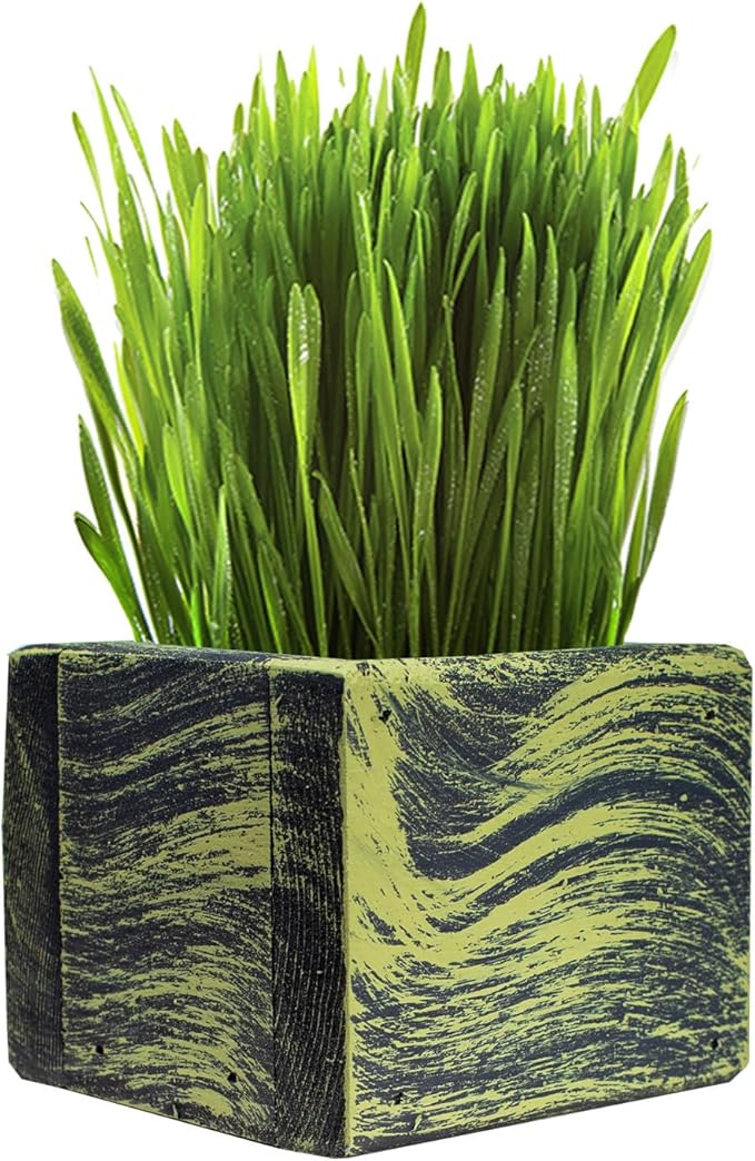 Cali Kiwi Pros Cat Grass for Indoor Cats - Best Value Organic Cat Grass Starter kit, USA Made Cedar Planter, Organic Wheatgrass Seed and Soil in a Gift Box (Mossy Green)