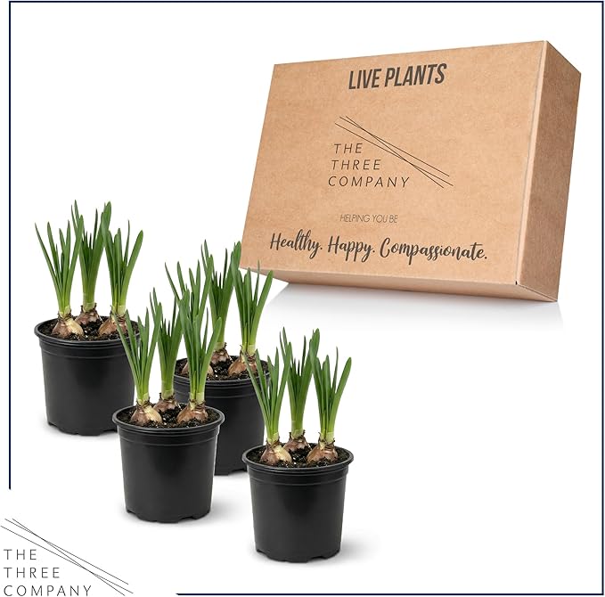 Live Flowering Daffodil (4 Per Pack) - Yellow, Beautiful Spring Bulbs, Ships Dormant in 1 Pint Pot, Blooms in 2-3 Weeks