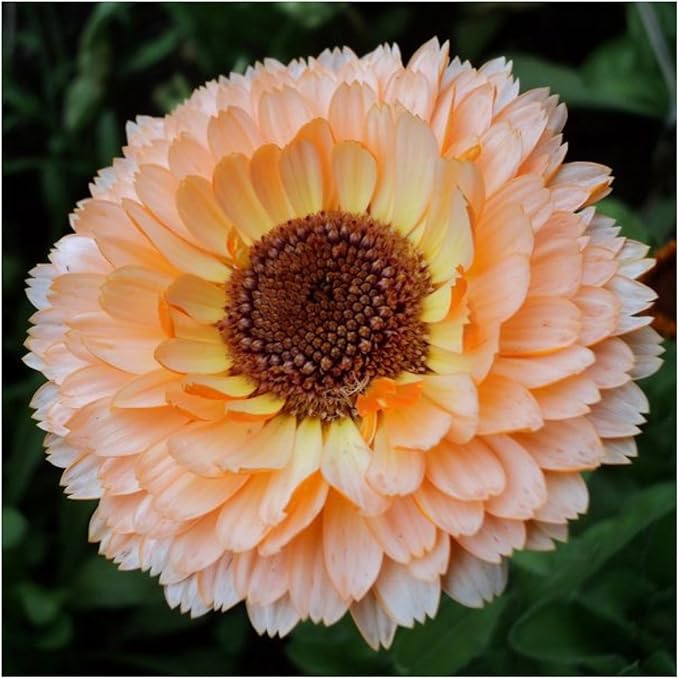 Seed Needs Calendula Flower Seeds for Planting Pink Surprise Variety | 1000+ Seeds Calendula Officinalis Non GMO Annual | Pink Surprise Calendula Blooms | Bulk Wildflower Seed