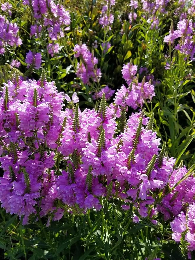 50+ Obedient Plant False Dragonhead Seeds Flowers Garden Plant