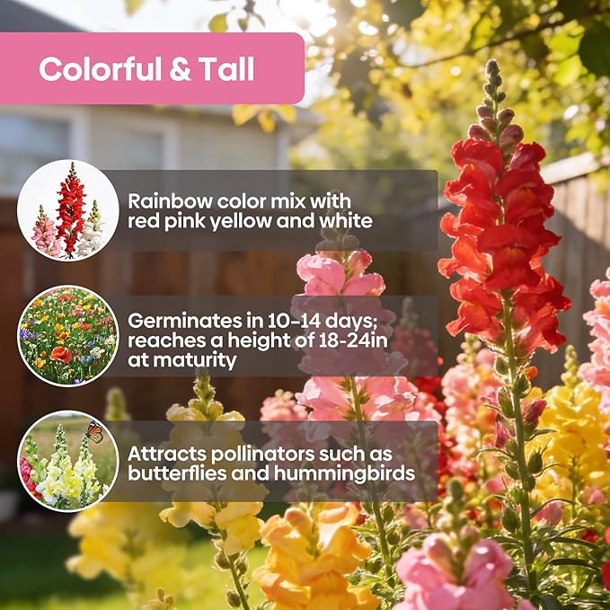 1500+ Tetra Mix Snapdragon Seeds for USDA 1-12 Planting, 18-24’’ Tall Snap Dragon Mix, Annual Flower Garden Seeds, Ideal for Garden, Containers