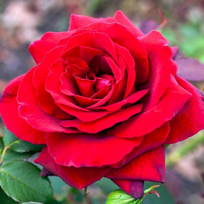 400+ Rose Seeds for Planting Flower Perennial Rare Rose Seeds Non-GMO Heirloom Flower Garden Home Great Gardening Gifts