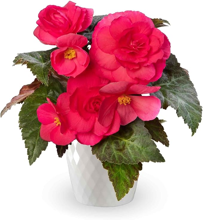 Outsidepride Dark Rose Limitless Begonia Seeds for Planting - 25 Pcs Perennial Flower Seeds with Large Blooms, Arching & Pendulous Growth Habit, for Containers, Hanging Baskets, or Landscape Plantings