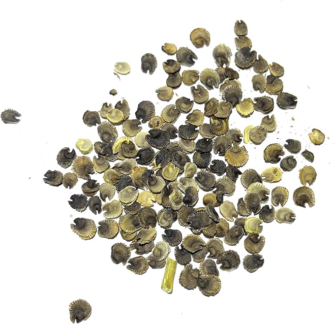 Seed Needs, Mixed Carnival Hollyhock Seeds - Heirloom Seeds for Planting Alcea rosea - Biennial Wildflower that Attracts Pollinators to the Garden (5 Packs)